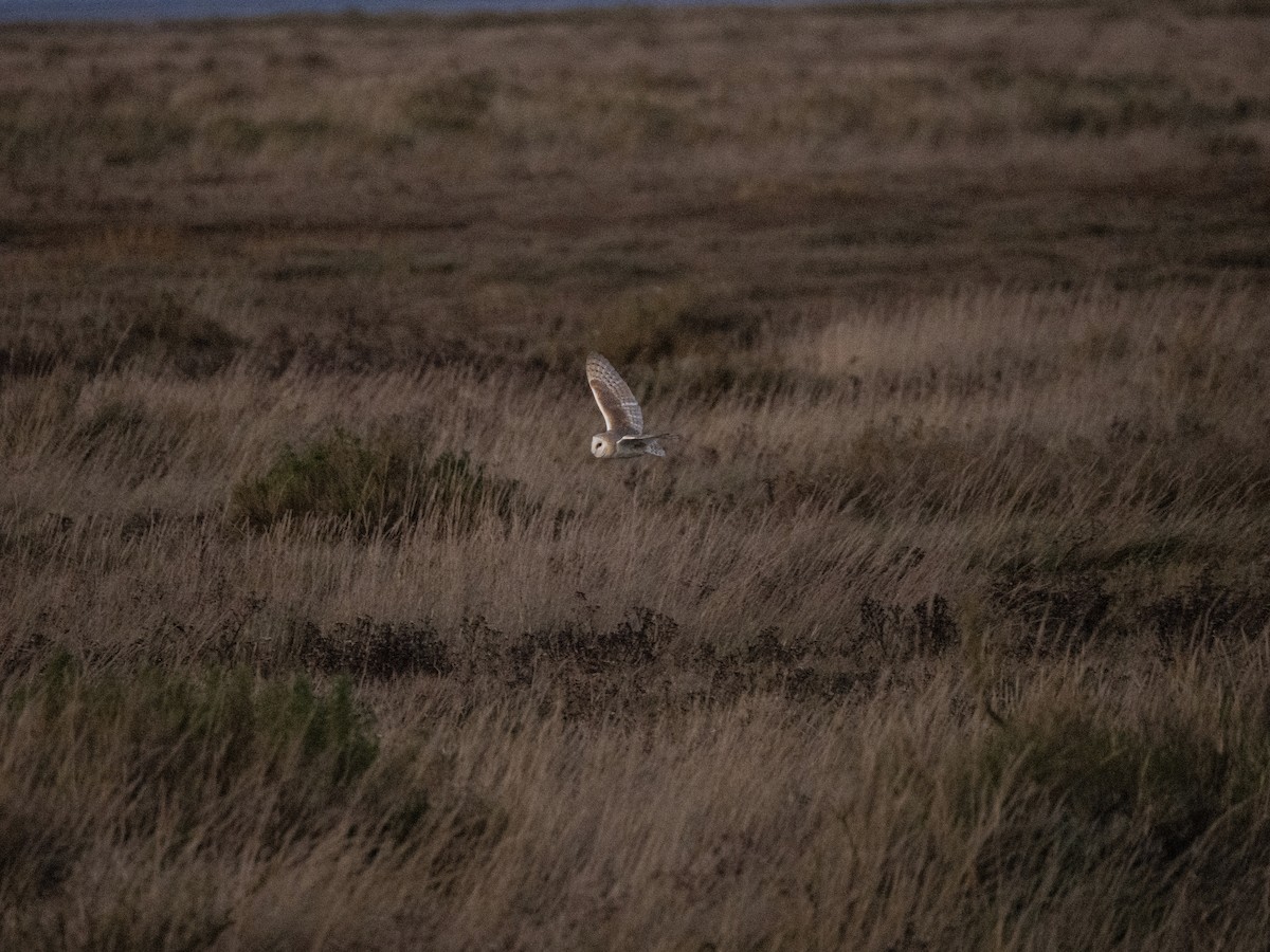 Western Barn Owl - ML645701691