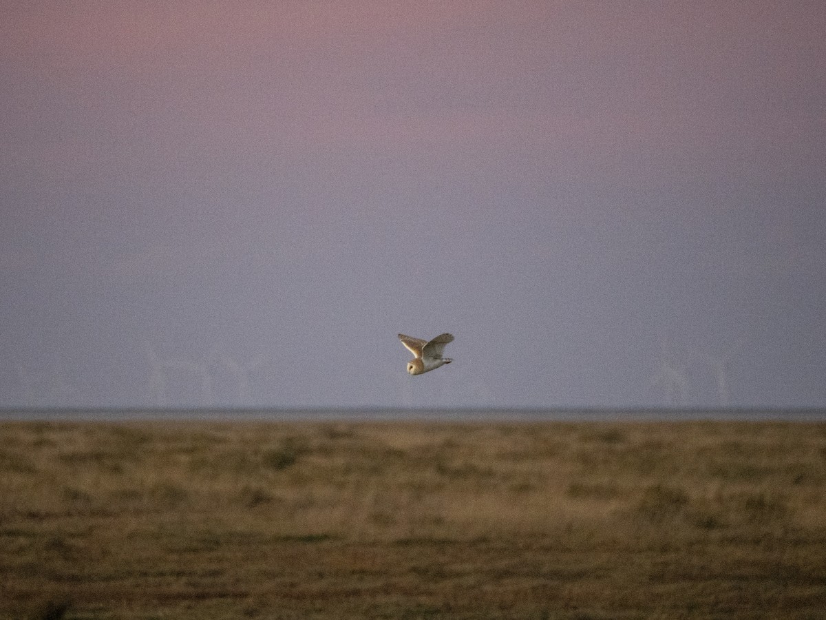 Western Barn Owl - ML645701692