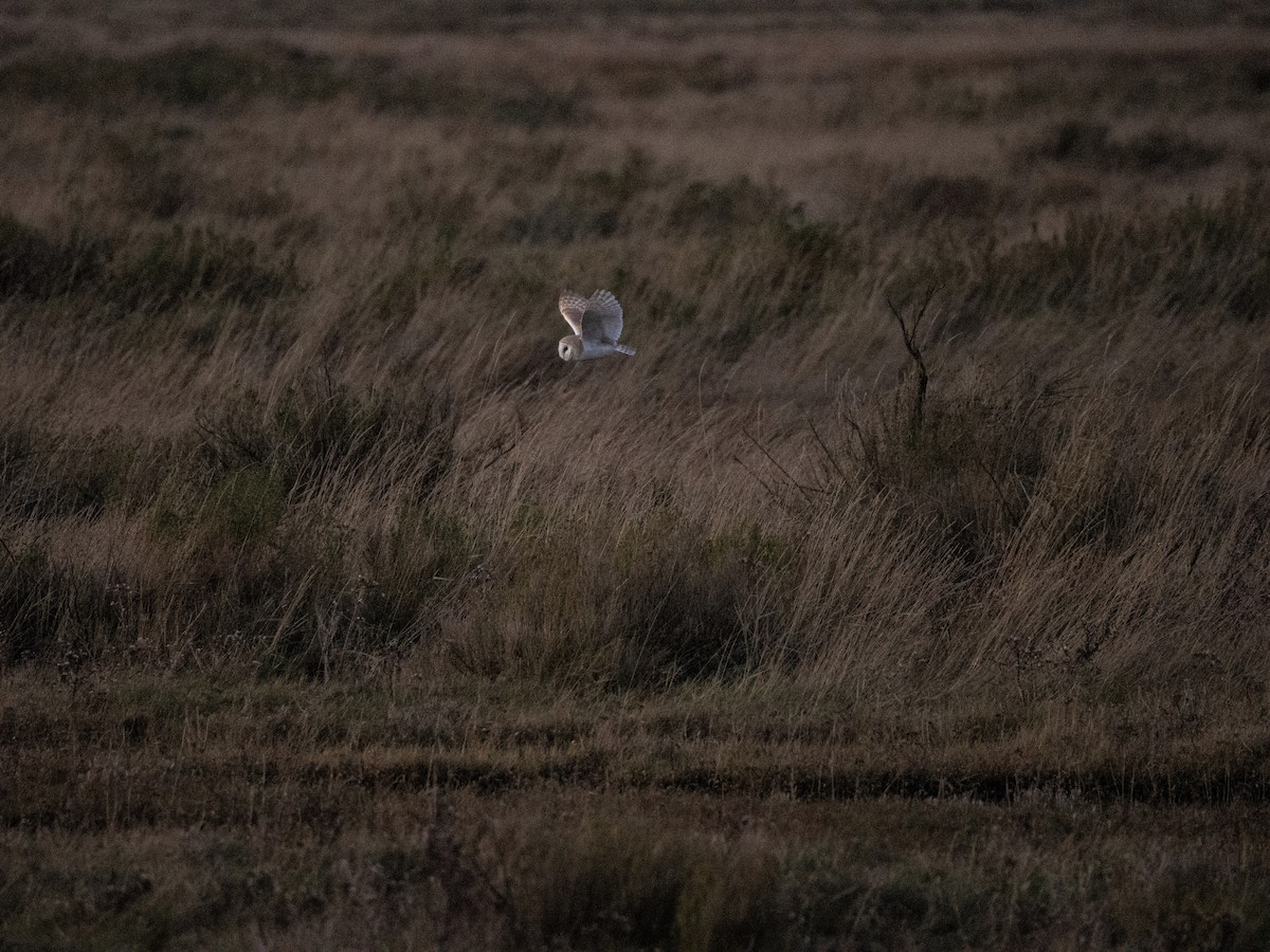 Western Barn Owl - ML645701693