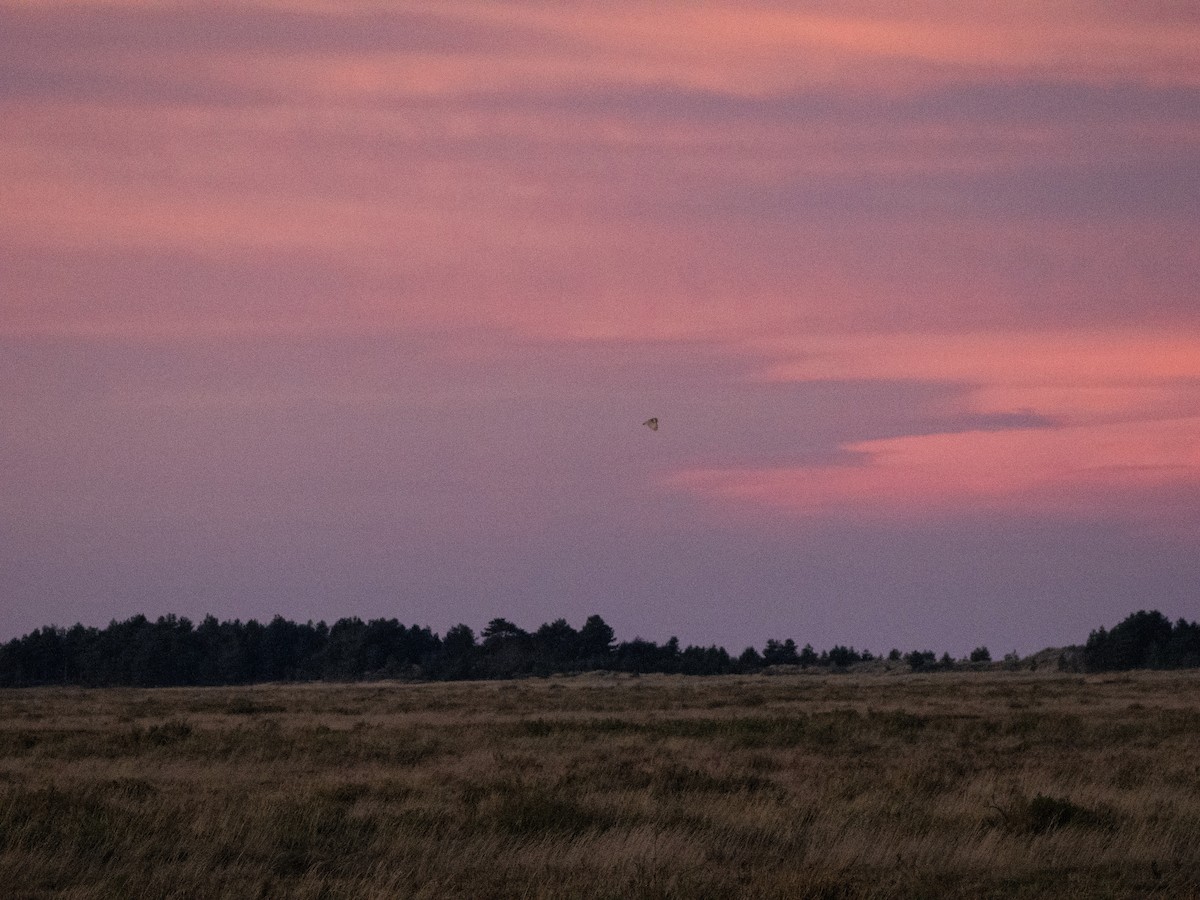 Western Barn Owl - ML645701694
