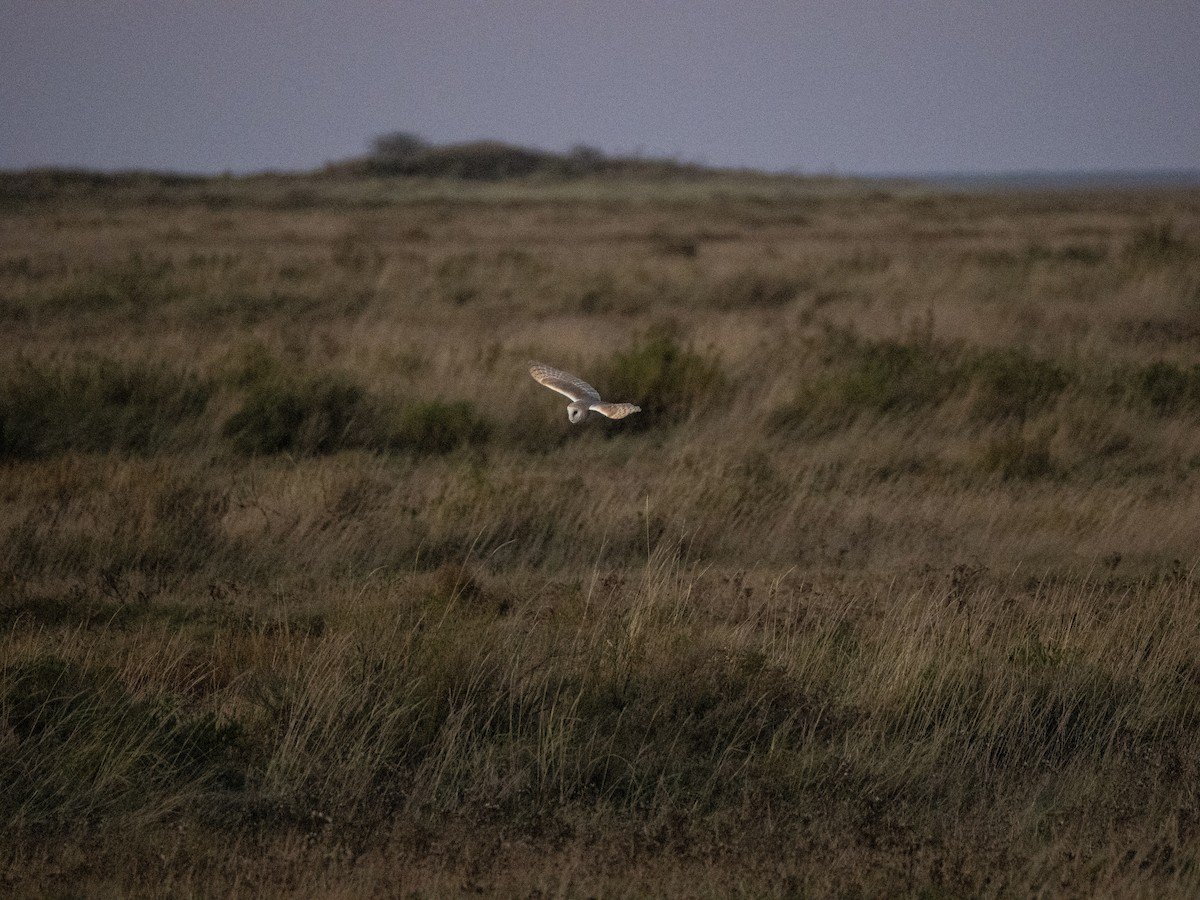 Western Barn Owl - ML645701695