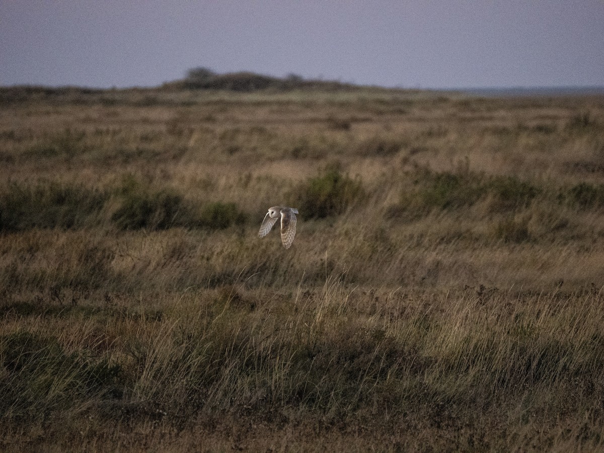 Western Barn Owl - ML645701696
