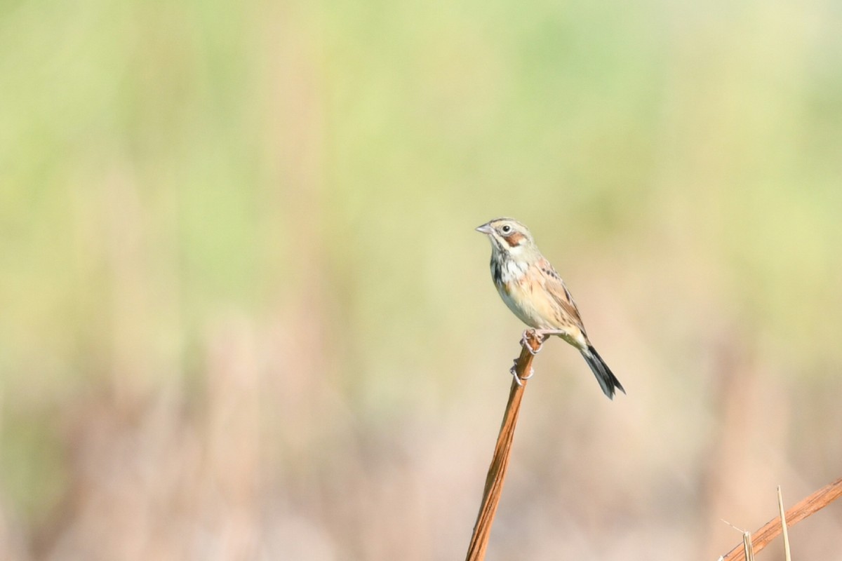 Chestnut-eared Bunting - ML645701699