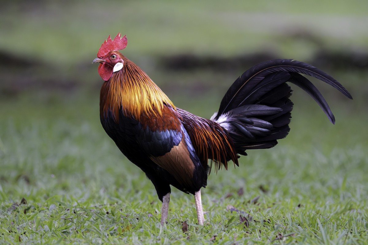 Red Junglefowl (Domestic type) - ML645701700