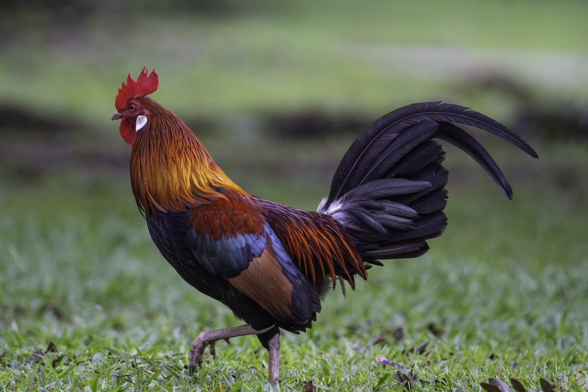 Red Junglefowl (Domestic type) - ML645701701