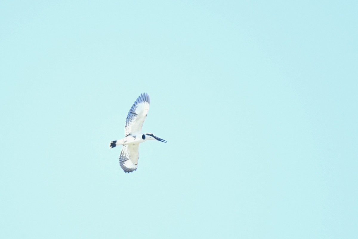 Pied Kingfisher - ML645701703