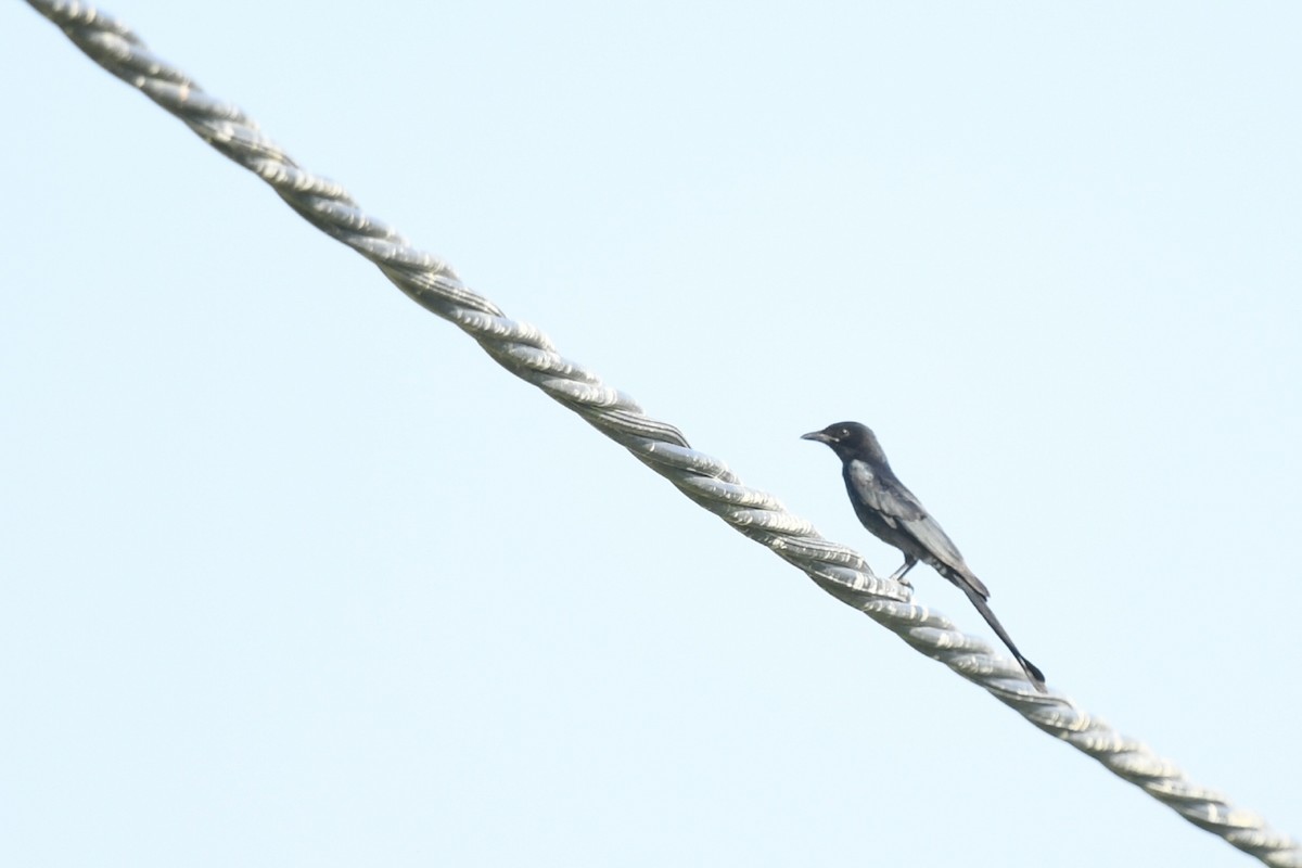 Black Drongo - ML645701704