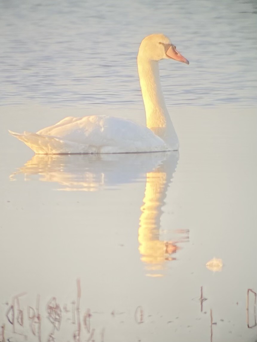 Mute Swan - ML645701721