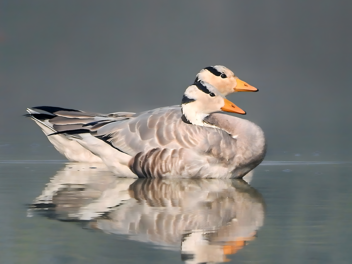 Гуска гірська - ML645701731