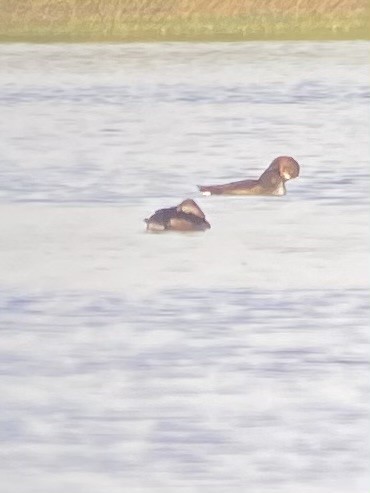 Ring-necked Duck - ML645701732