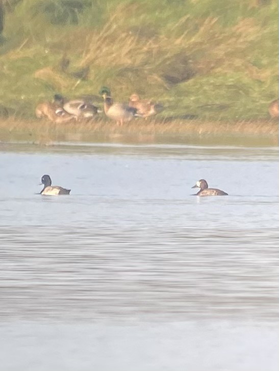 Greater Scaup - ML645701736