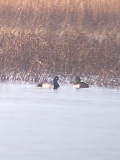 Lesser Scaup - ML645701737