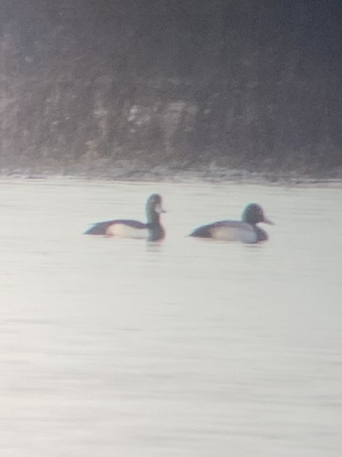 Lesser Scaup - ML645701738