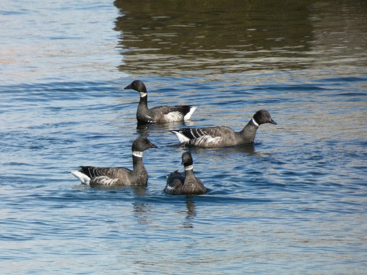 ringgås - ML645701739