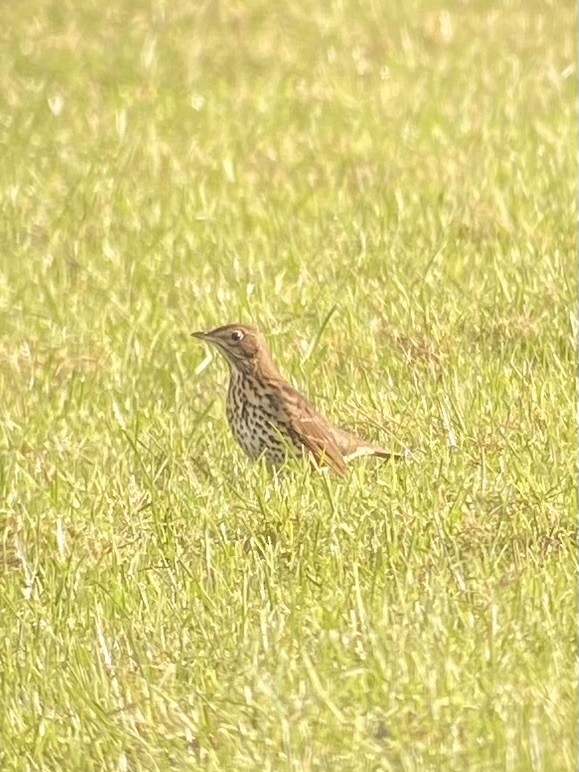 Song Thrush - ML645701744