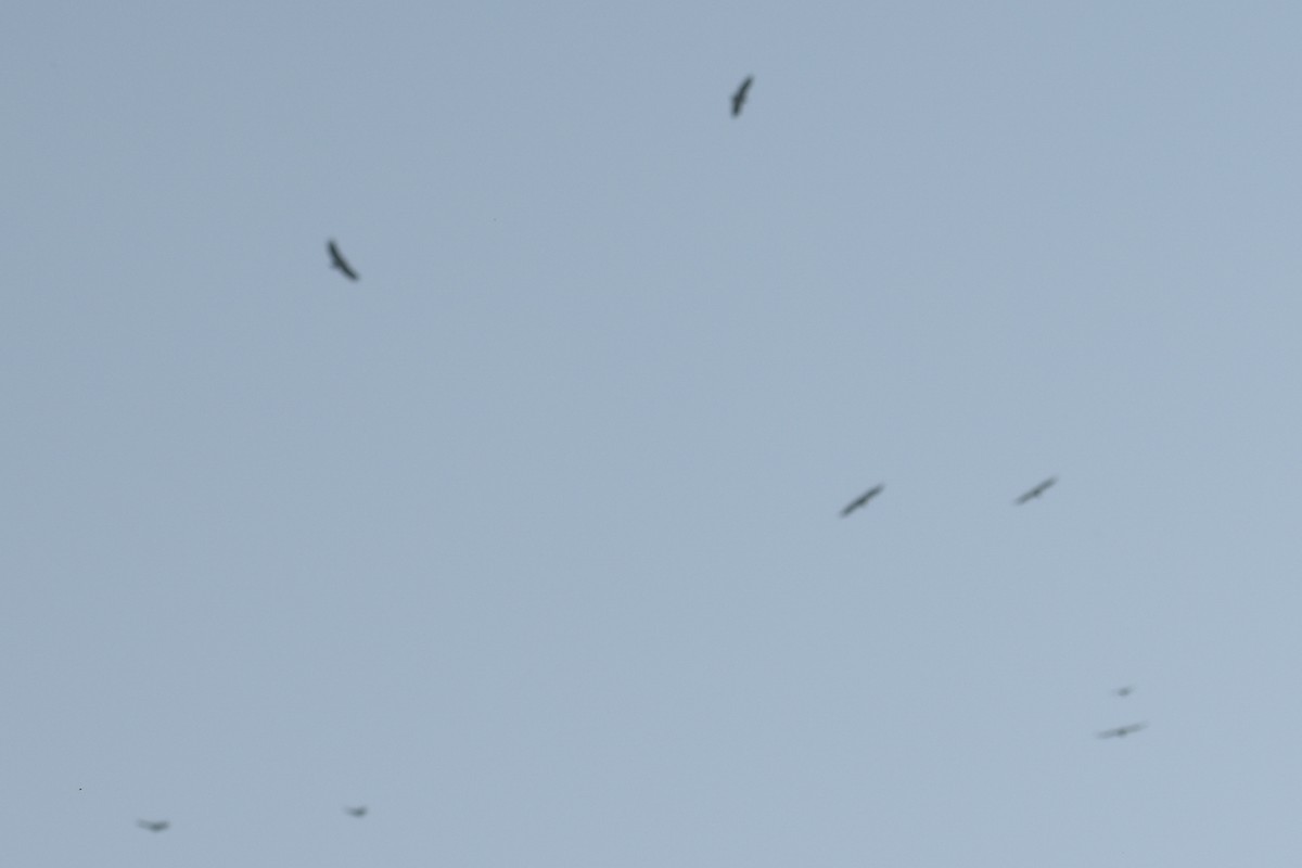 Himalayan Griffon - ML645701745