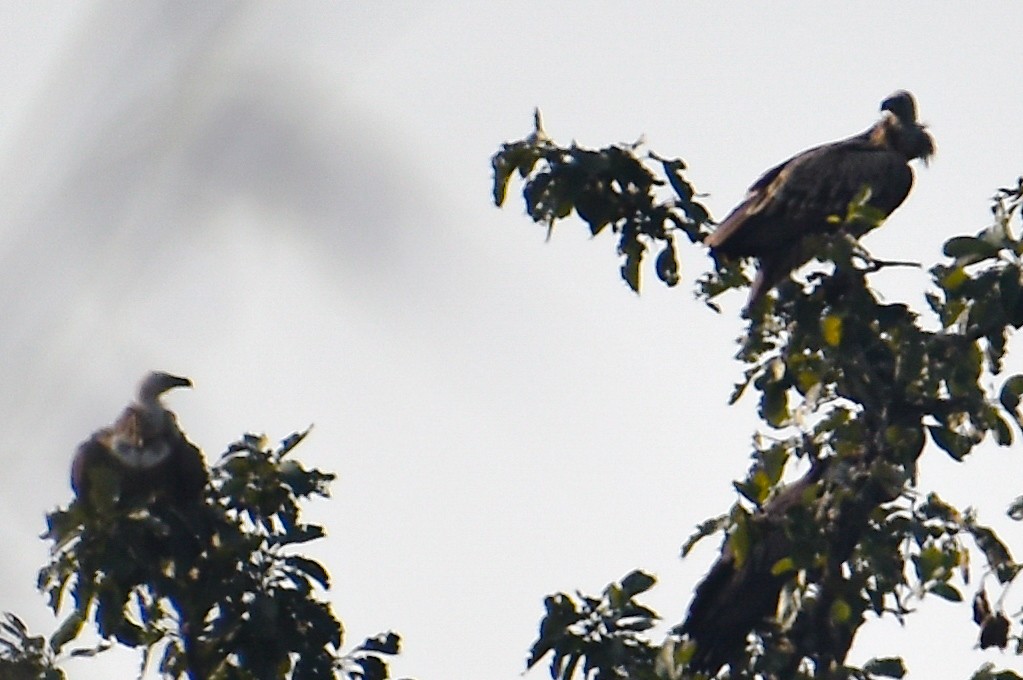 Himalayan Griffon - ML645701747