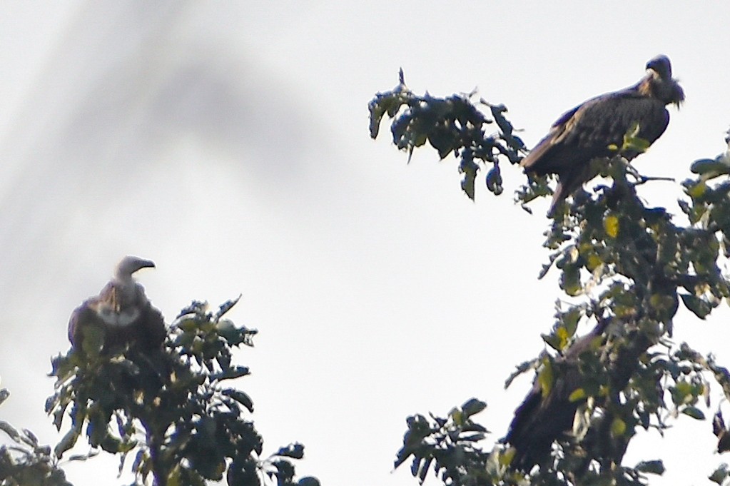 Himalayan Griffon - ML645701748