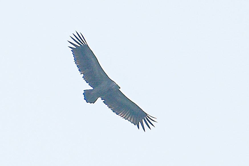 White-rumped Vulture - ML645701749