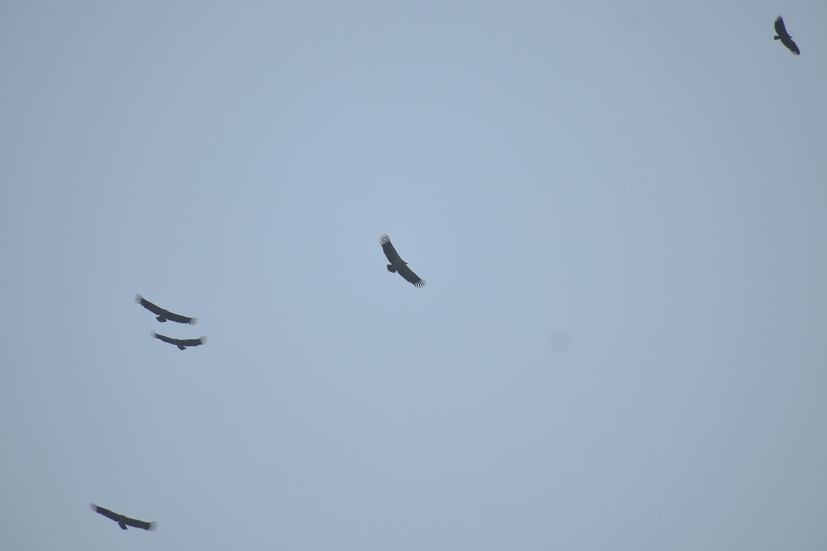 Himalayan Griffon - ML645701750