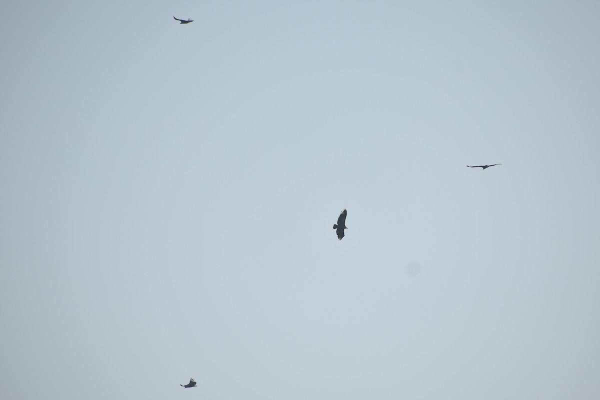 Himalayan Griffon - ML645701752