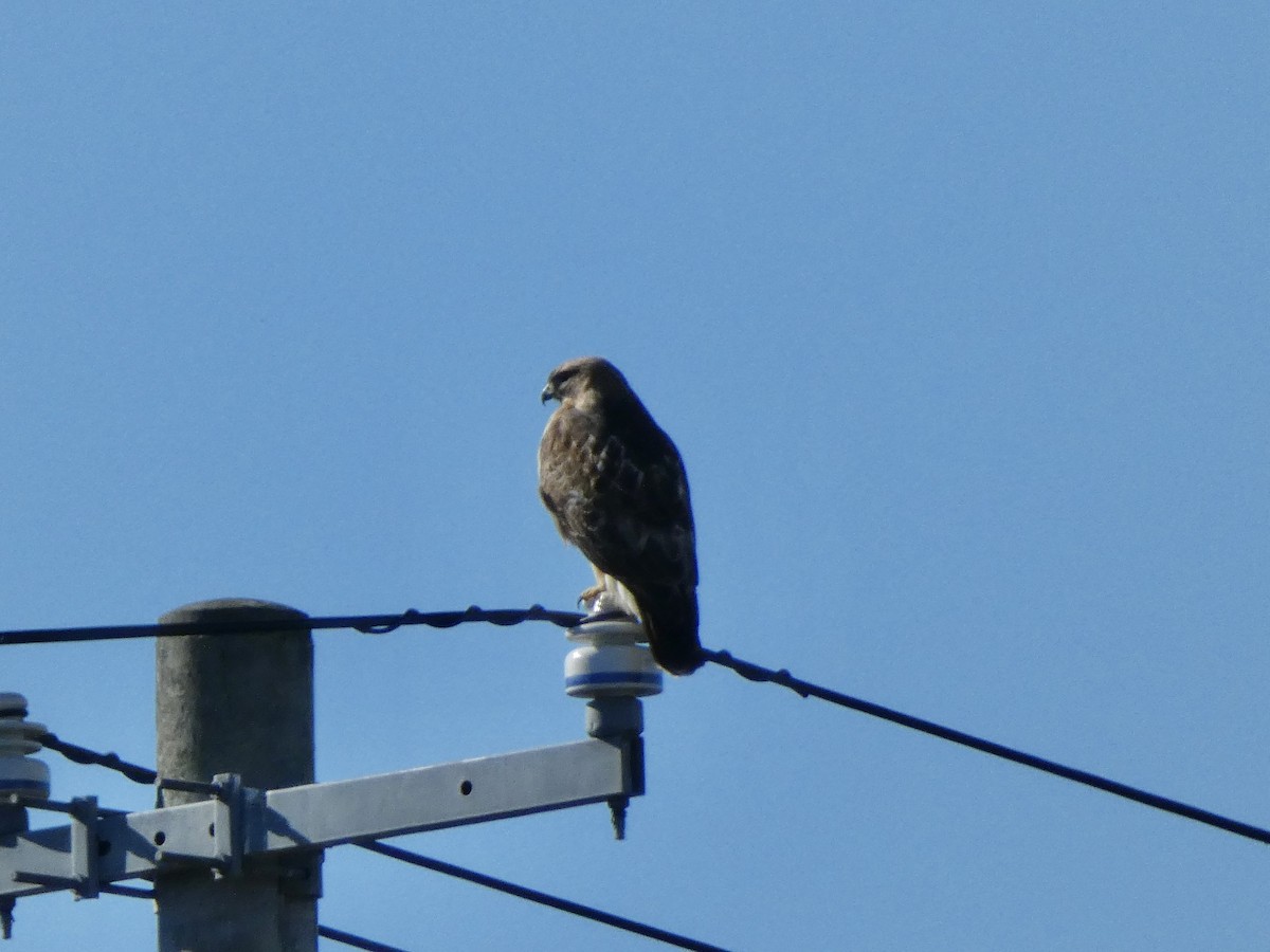 amurvåk - ML645701753