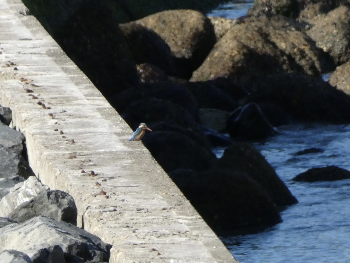 isfugl - ML645701765