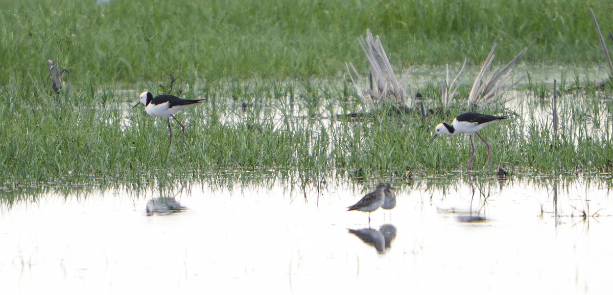 Sharp-tailed Sandpiper - ML645701766