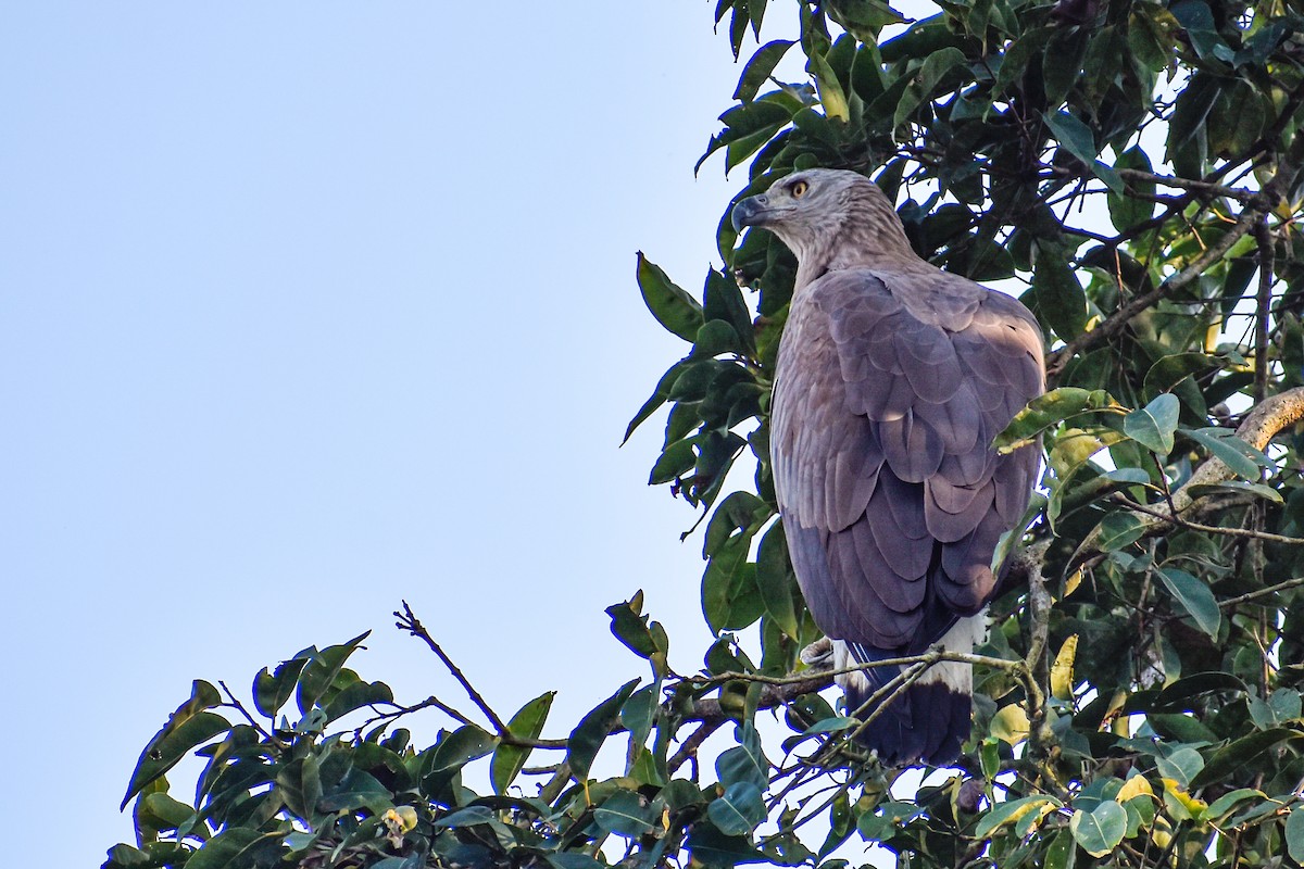 Gray-headed Fish-Eagle - ML645701767