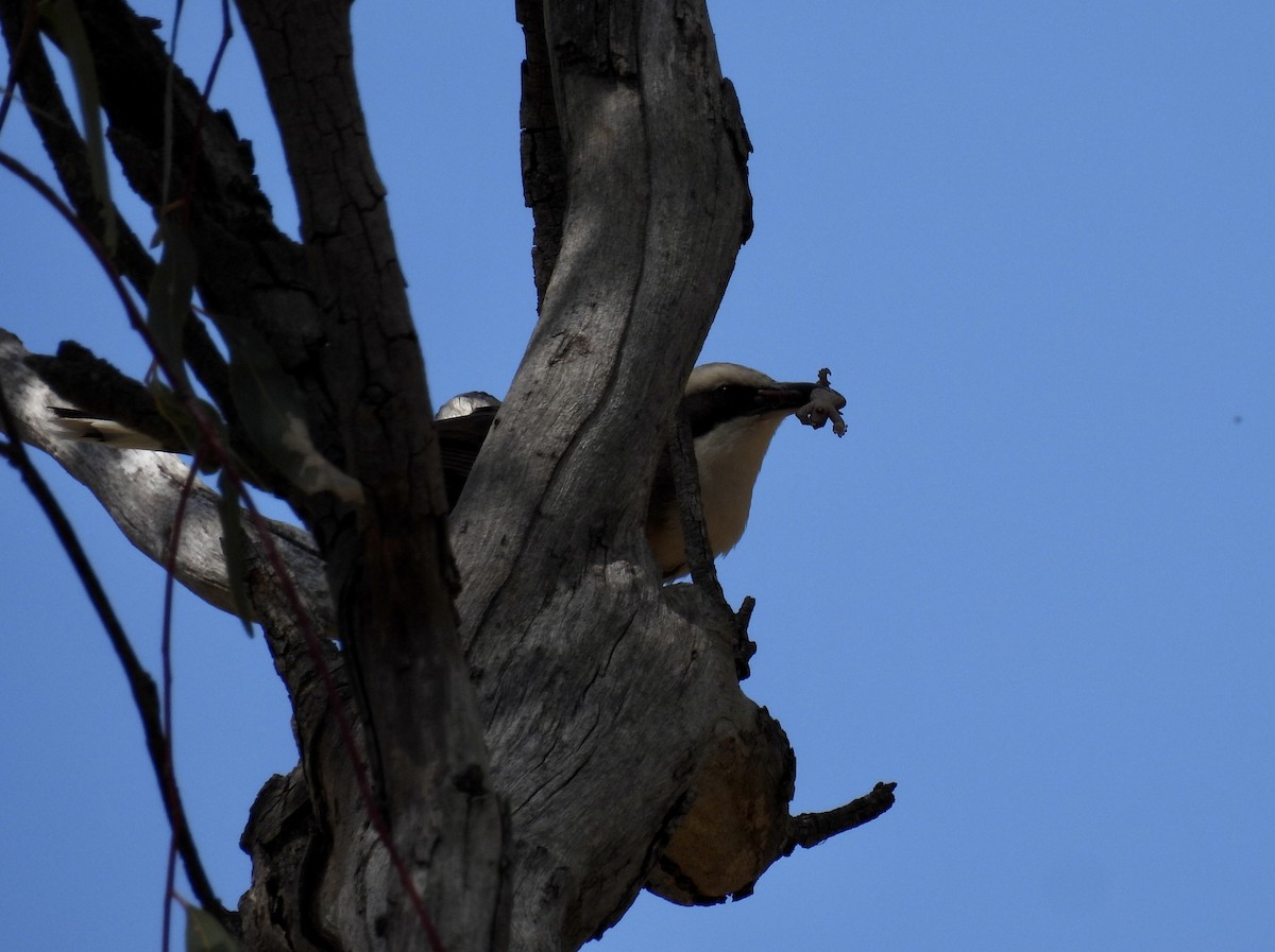 Gray-crowned Babbler - ML645701768