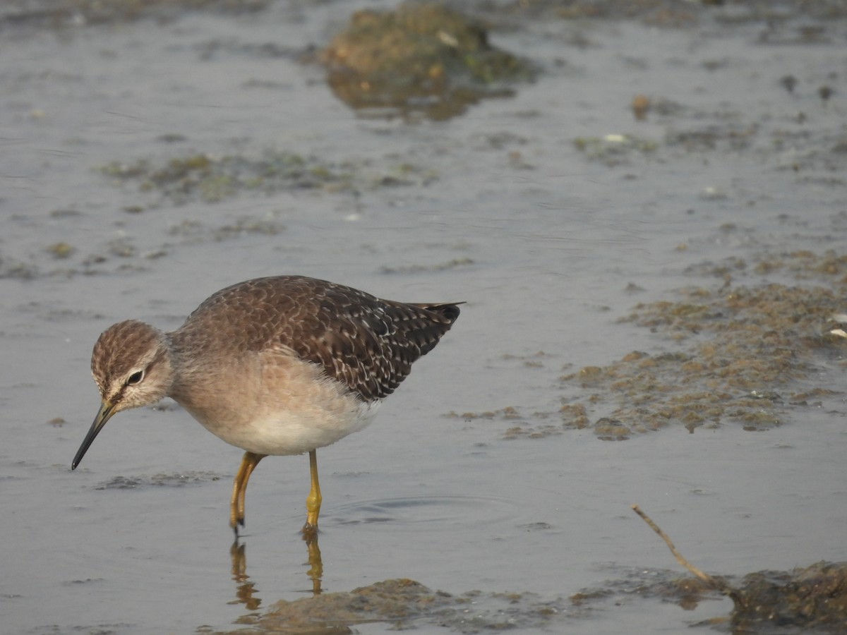 Wood Sandpiper - ML645701769