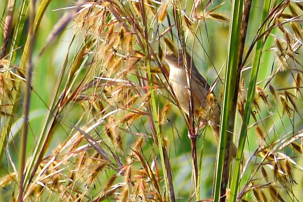 Striated Grassbird - ML645701770