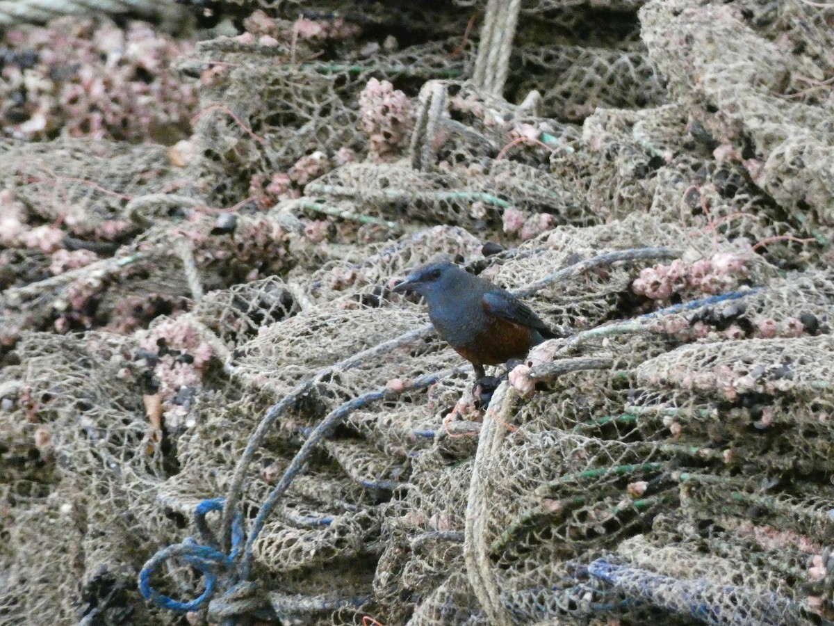 blåtrost - ML645701771