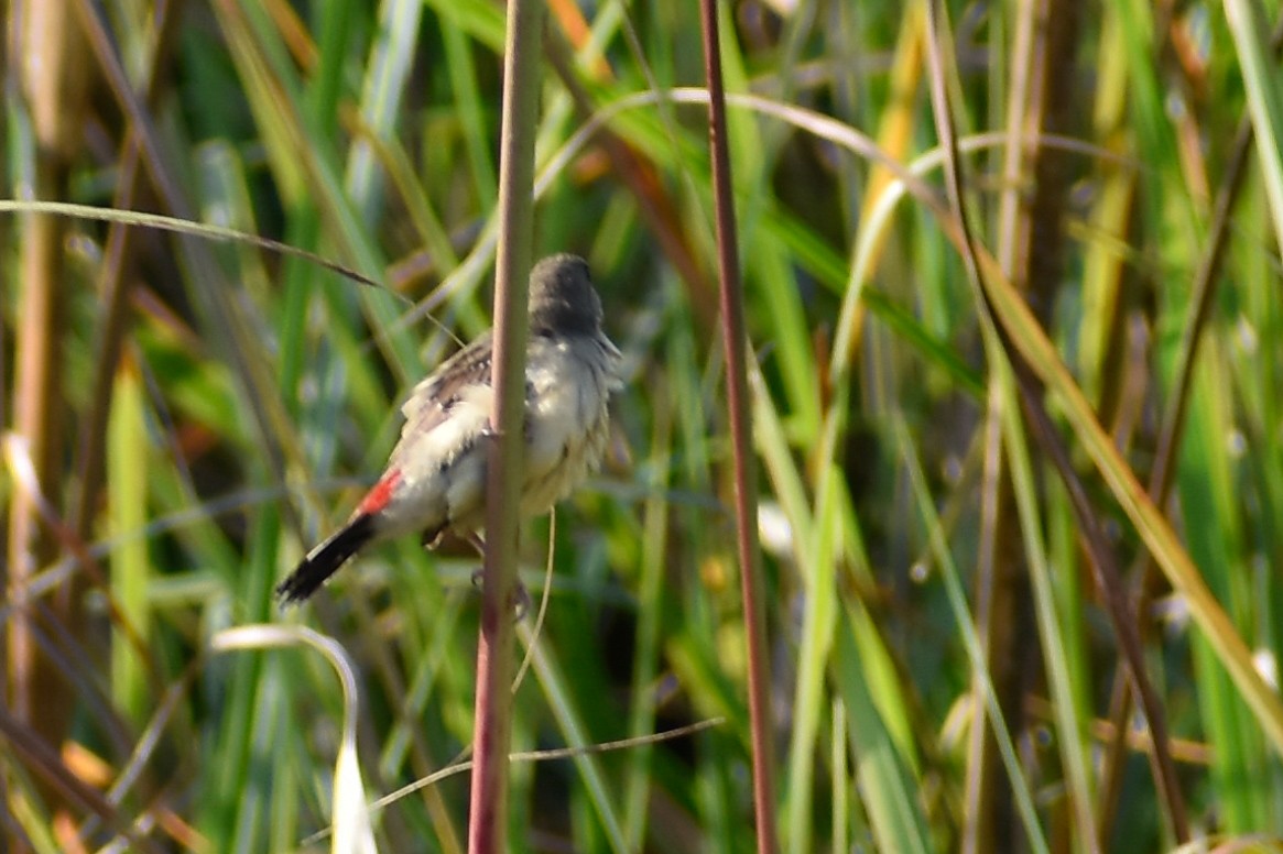 Red Avadavat - ML645701773