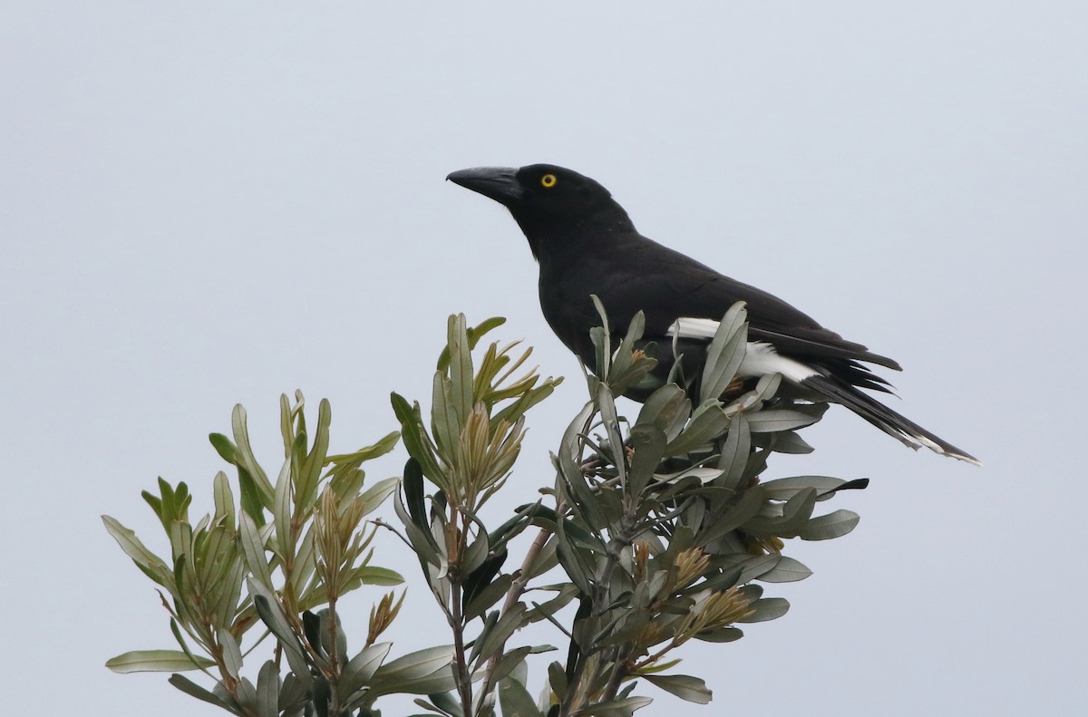 Pied Currawong - ML645701774