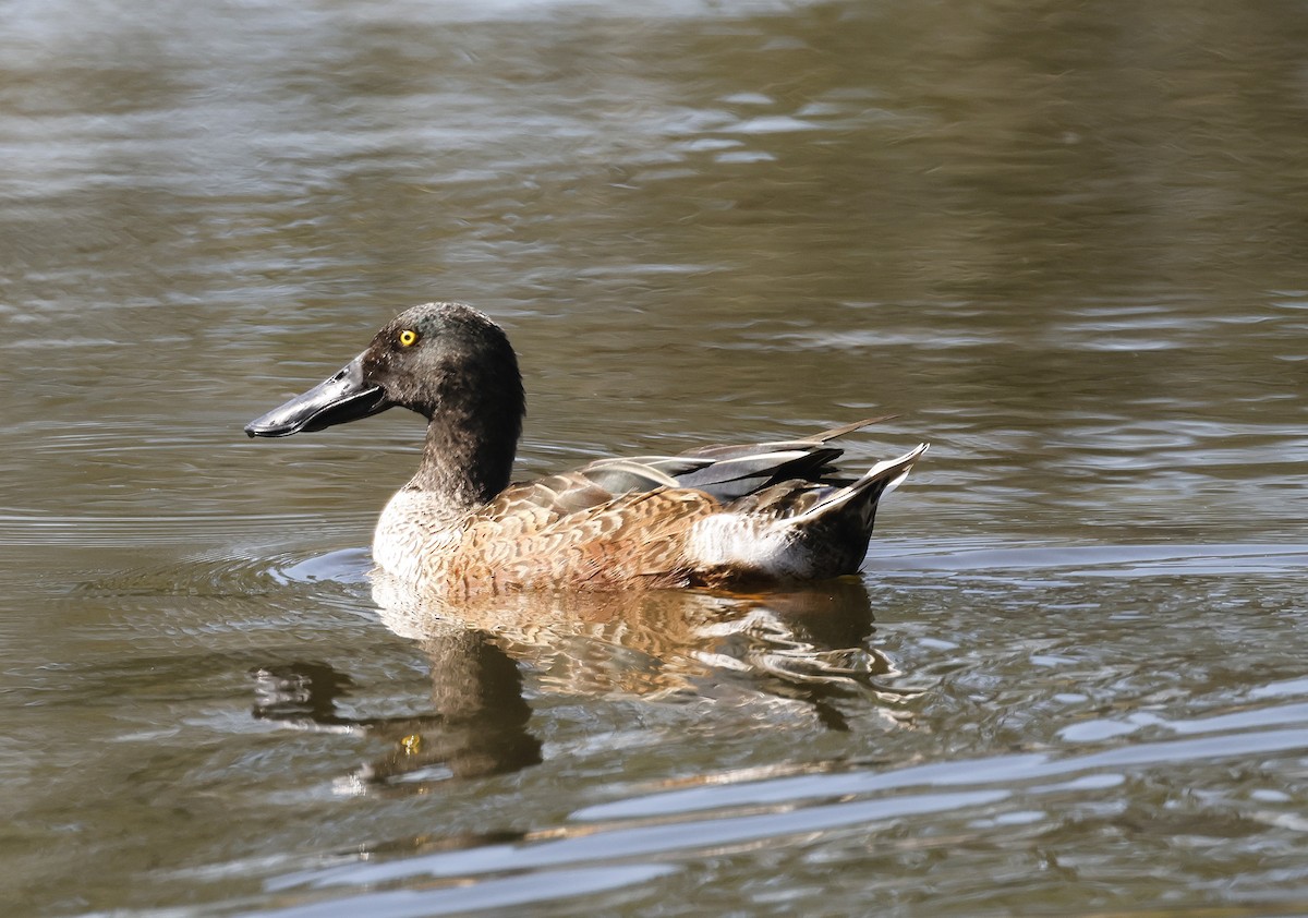 Northern Shoveler - ML645701775