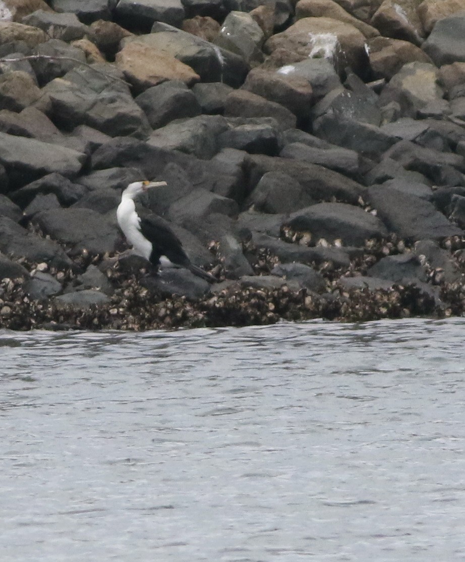 Pied Cormorant - ML645701776
