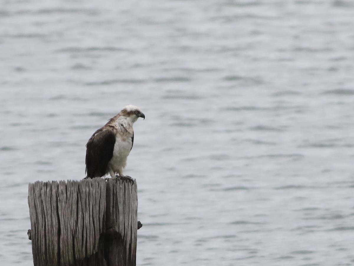 Osprey - ML645701778