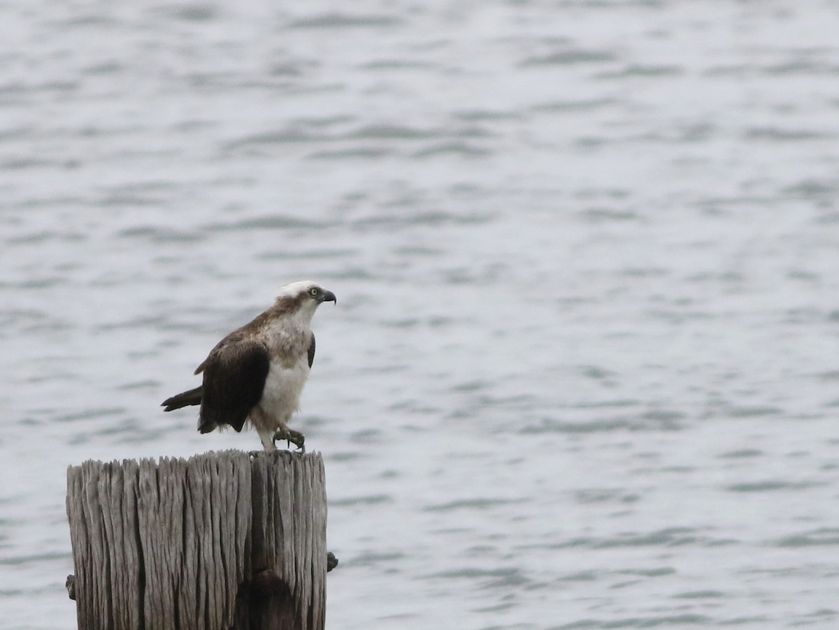 Osprey - ML645701779