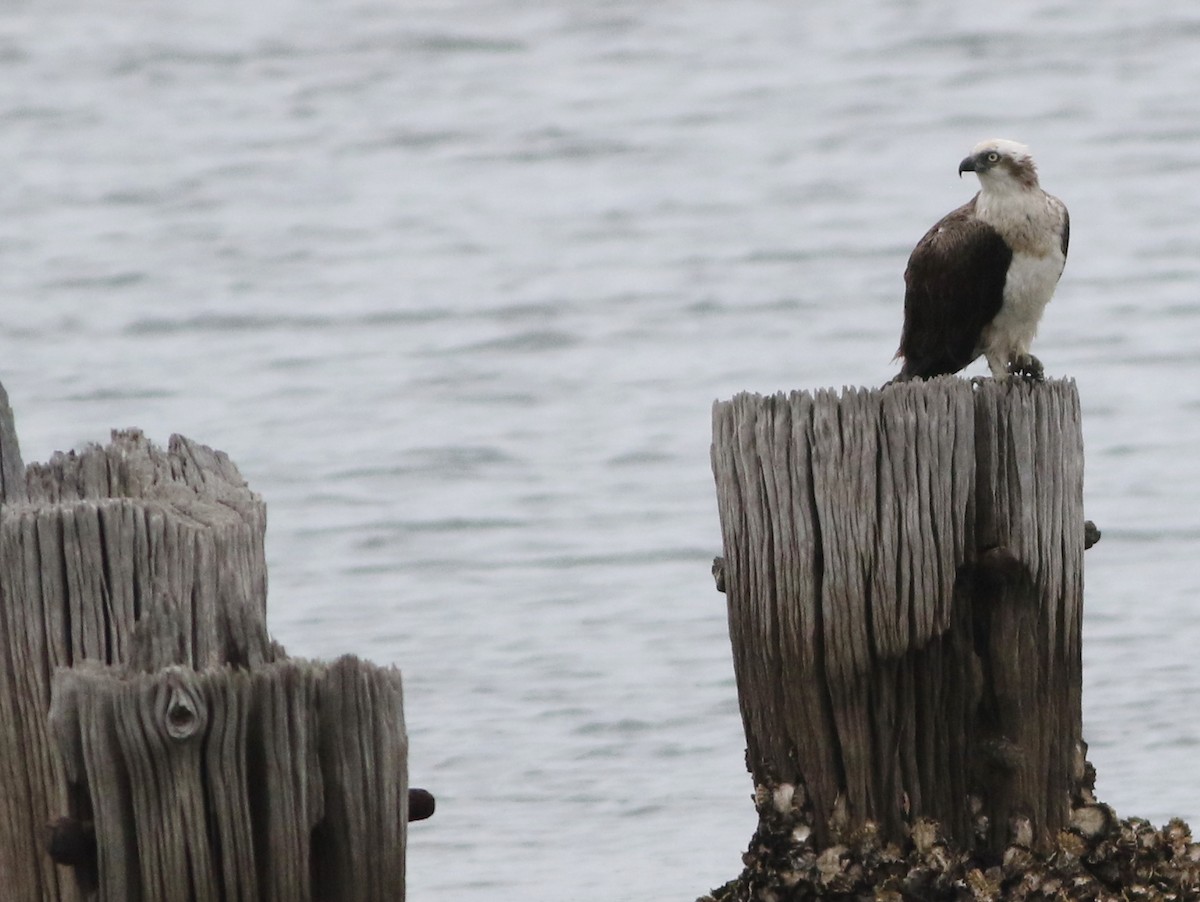 Osprey - ML645701780