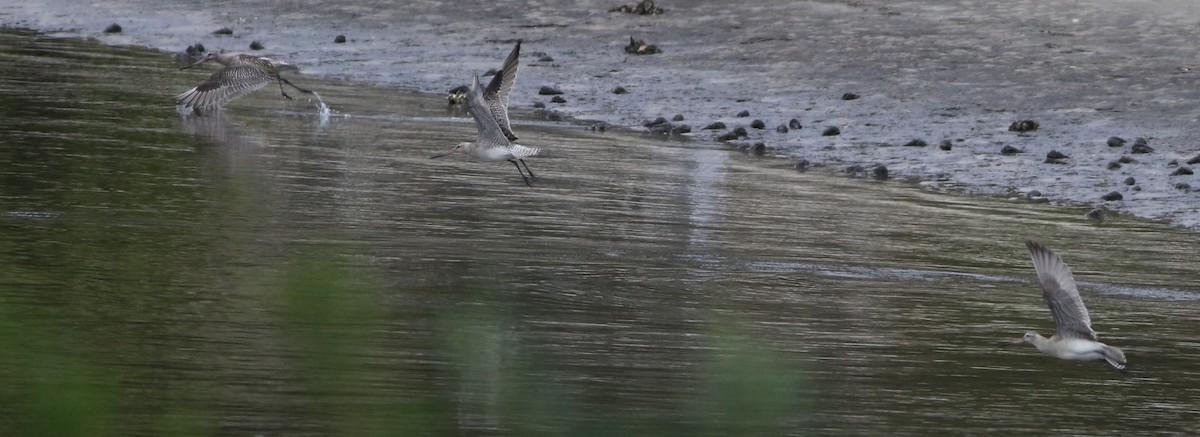 Bar-tailed Godwit - ML645701782