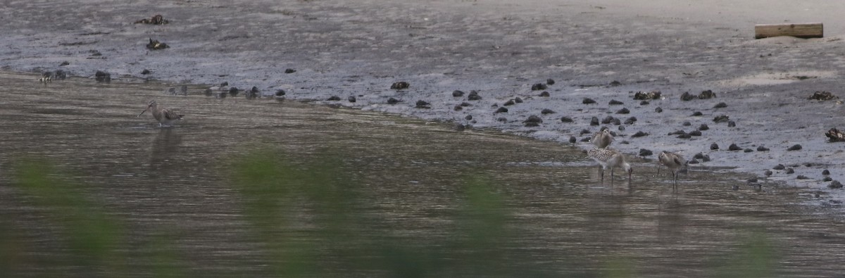 Bar-tailed Godwit - ML645701783