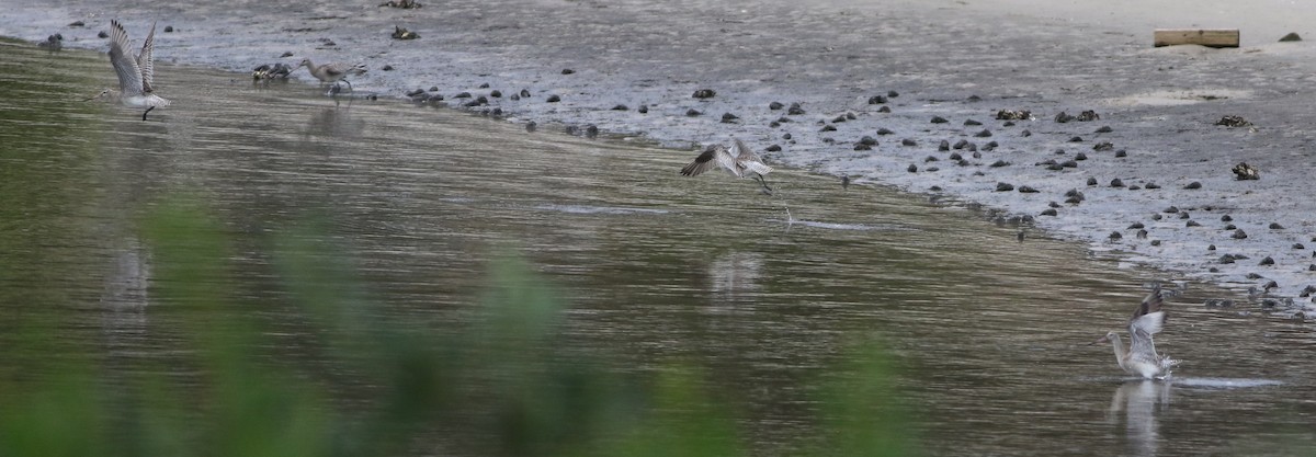 Bar-tailed Godwit - ML645701784