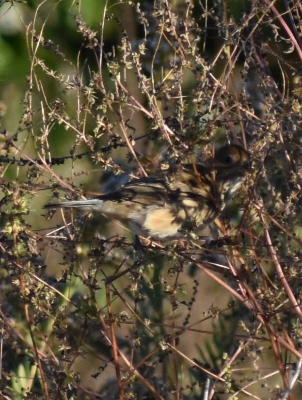 Indigo Bunting - ML645701791