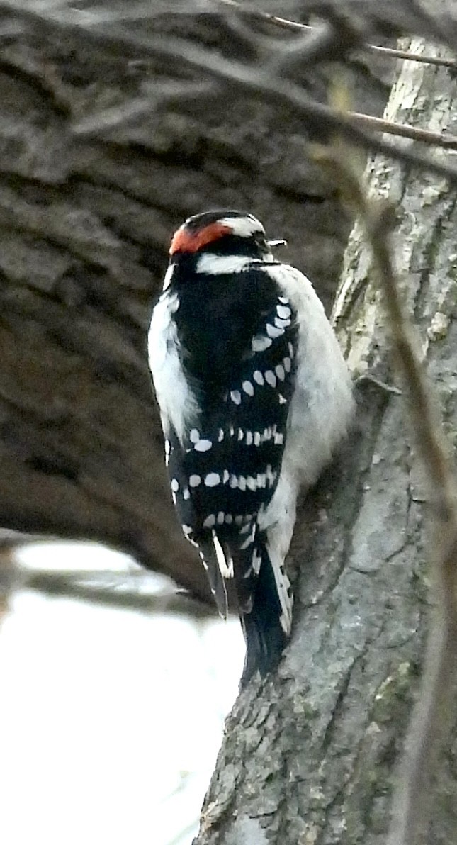 Downy Woodpecker - ML645701792