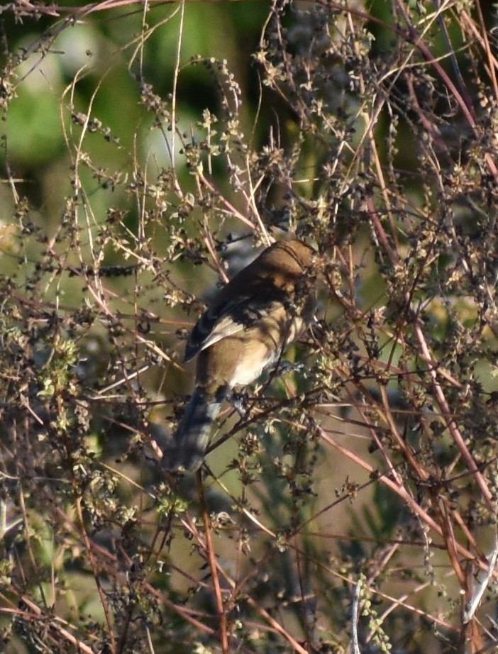 Indigo Bunting - ML645701793