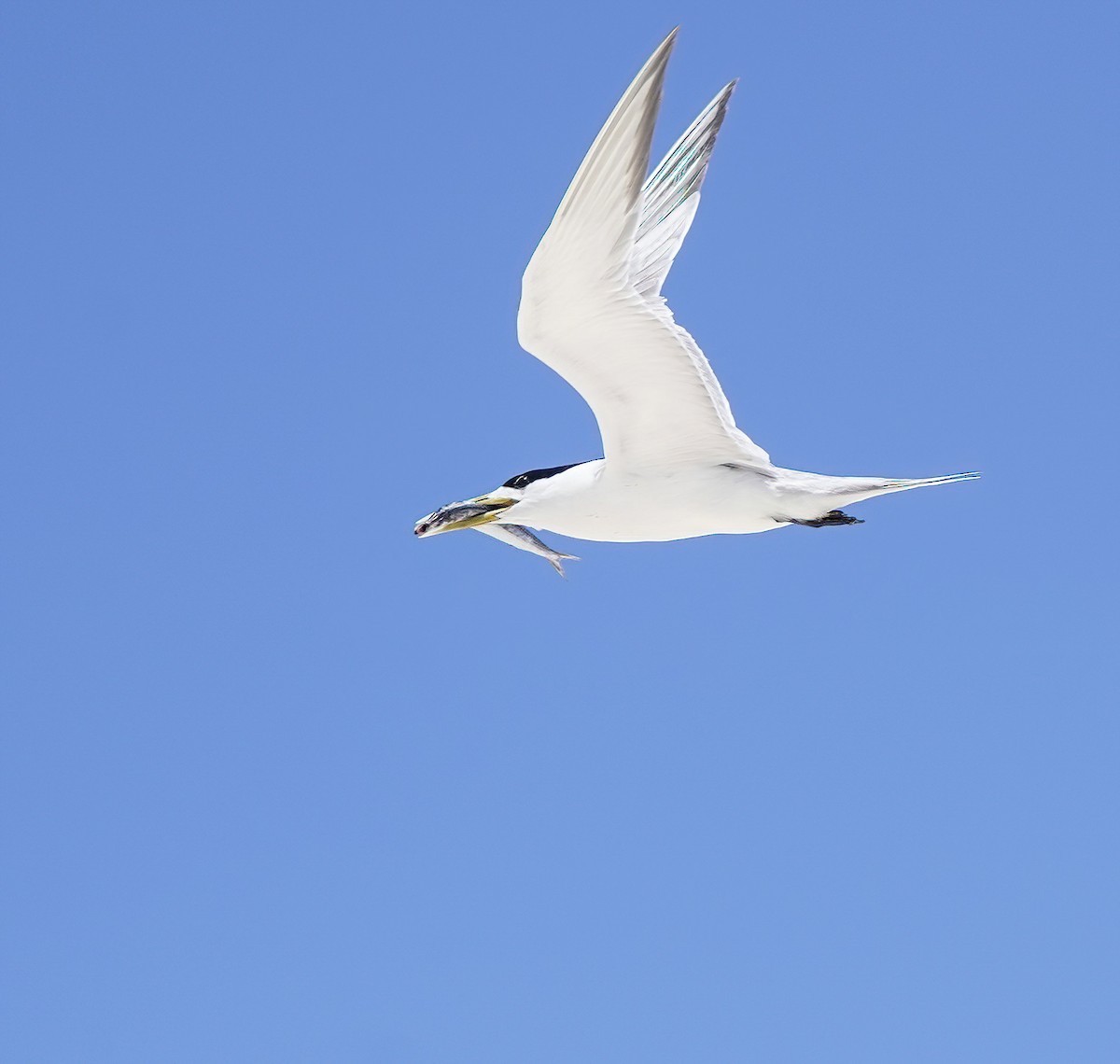 Great Crested Tern - ML645701799