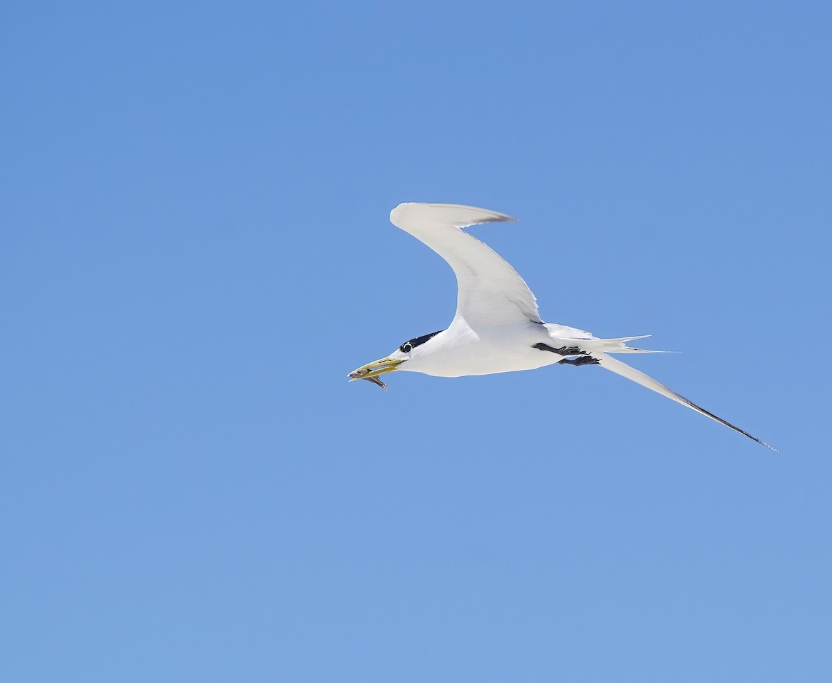 Great Crested Tern - ML645701802