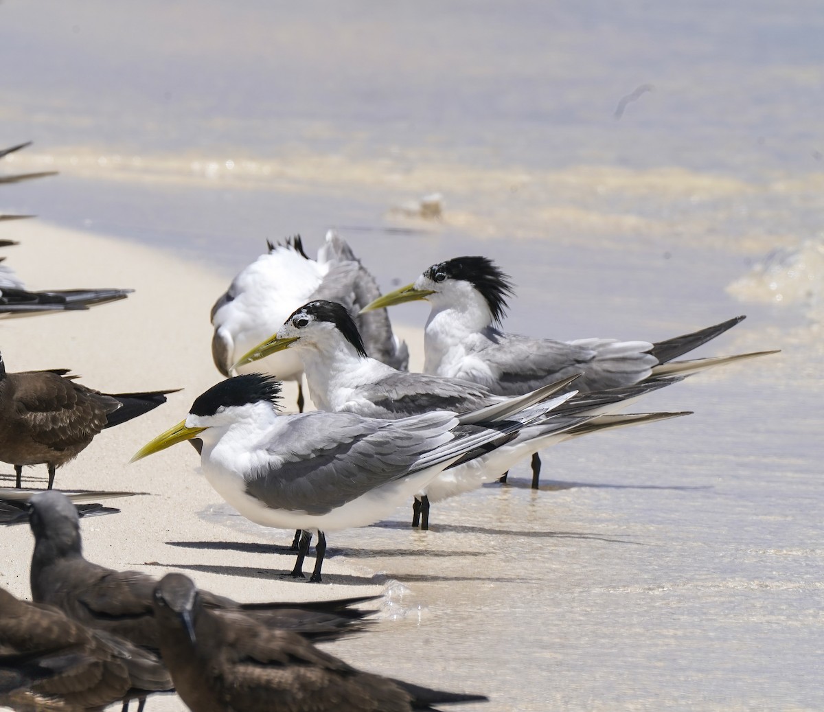 Great Crested Tern - ML645701804