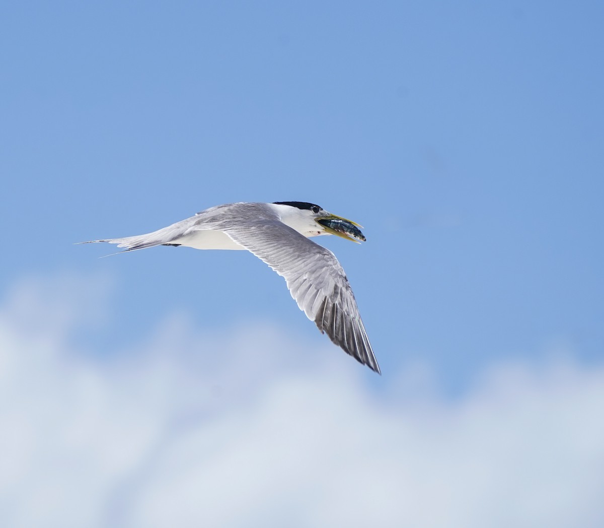 Great Crested Tern - ML645701805